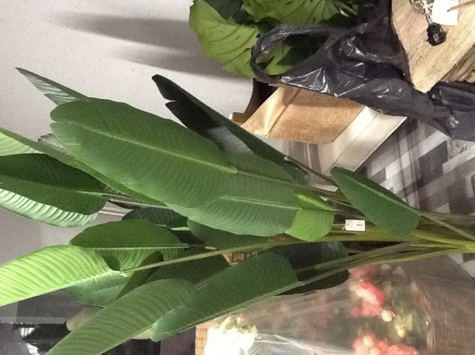 Hovedbilde RM Gulv Plante