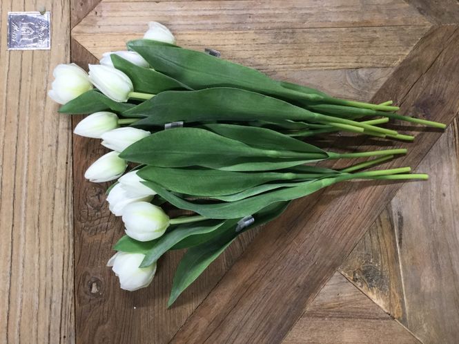 Hovedbilde Mr Plant  Tulipaner