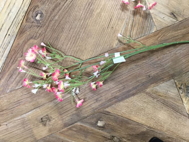 Hovedbilde Mr Plant  Blomst
